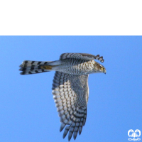 گونه قرقی Eurasian Sparrowhawk